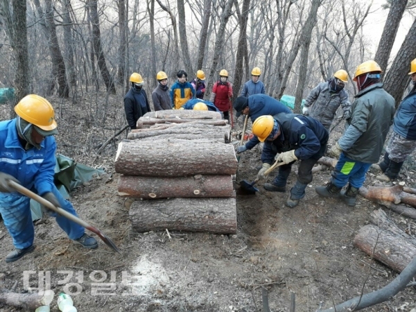 포항시, 올해 소나무재선충병 방제사업 성공적 추진