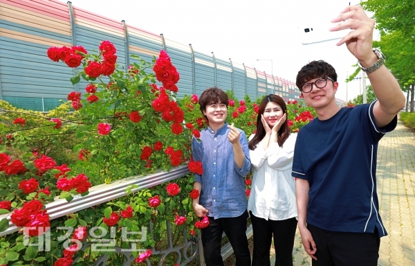장미와 금계국 화원에서 꽃구경하고 가세요