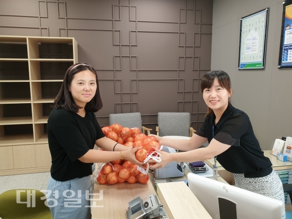 경북 양파농가 생산과잉에 울상