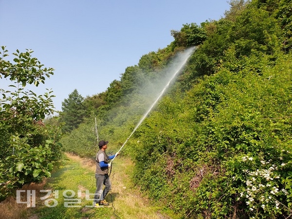 청송군, 외래·돌발해충 예찰 및 방제 실시