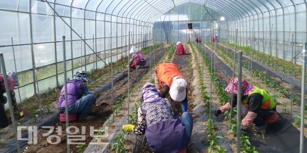 2020년 울진군 농촌인력지원단 운영