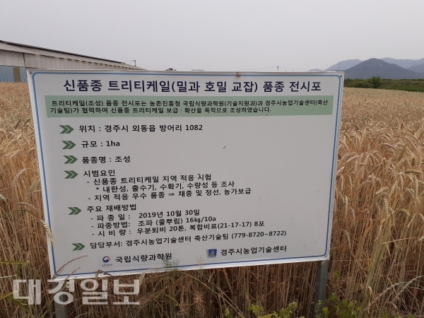 경주시농업기술센터, 기후변화 대응 신품종 사료작물 종자 농가 보급 각광