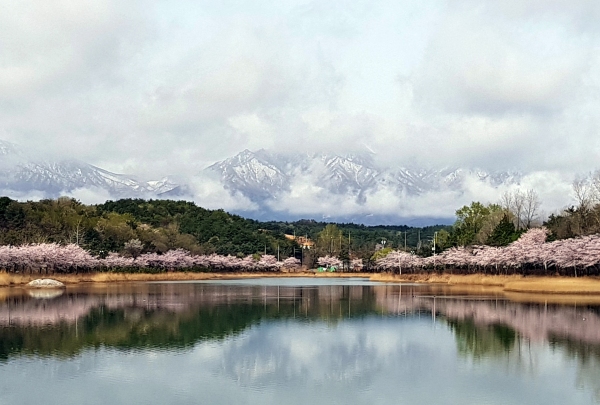 설악산 눈꽃과 영랑호 벚꽃 장관
