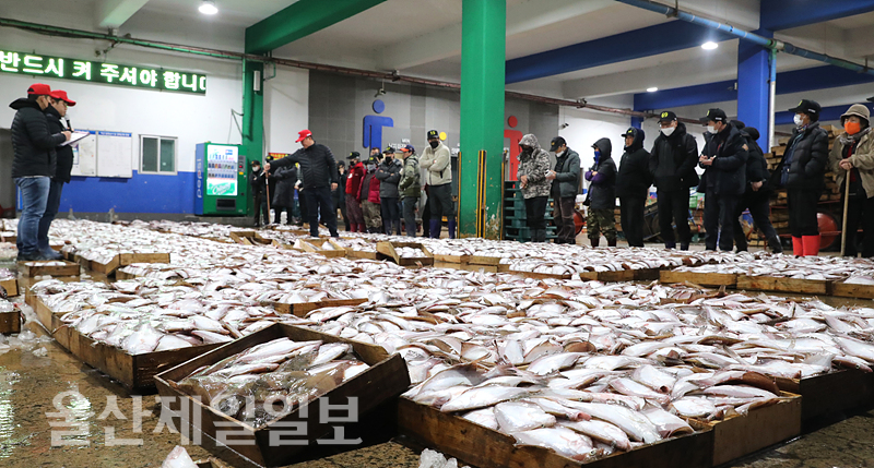 겨울별미 풍년… 어판장 활기
