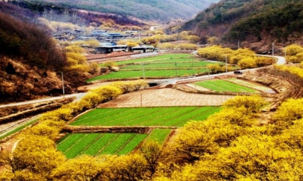 제18회산수유마을꽃맞이행사
