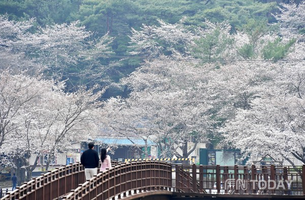 담양군 제10회 용면 추월산 벚꽃축제... 4월 5~6일 화려한 개막