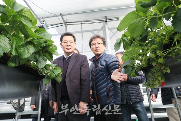 부안 스마트팜 딸기 본격 수확 27억원 수익 기대