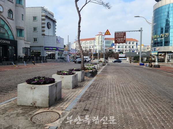 부안 변산면, 꽃양배추로 관광지 일대 가꿔