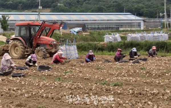 지난해보다 크게 오른 양파ㆍ마늘 값에 부안 농민들 얼굴에 웃음꽃 활짝