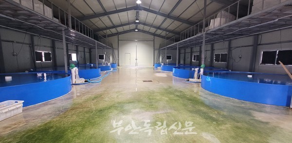 [지역경제탐방] 부안뽕과 해산물의 만남…대국수산 관자와 전어 대박 예약