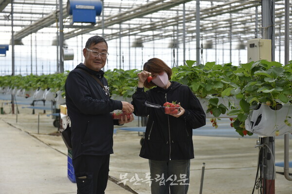 부안 딸기 농장서 힐링한 일본 관광객들, 내년에도 오고 싶어요