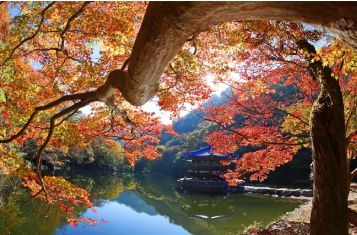 가을 절경의 정수, 정읍 내장산 단풍 드디어 절정 시기에