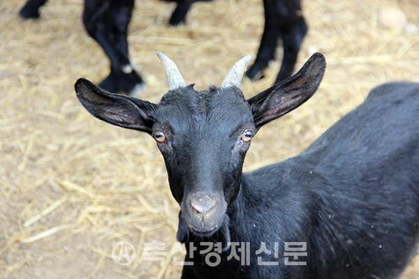 축산이슈 브리핑 ②