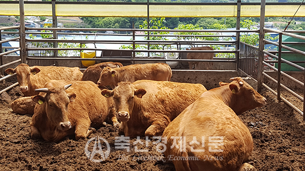 미경산우 비육지원사업 어떻게 진행되나?