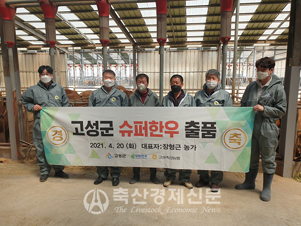 강원도 고성서 슈퍼한우 출현