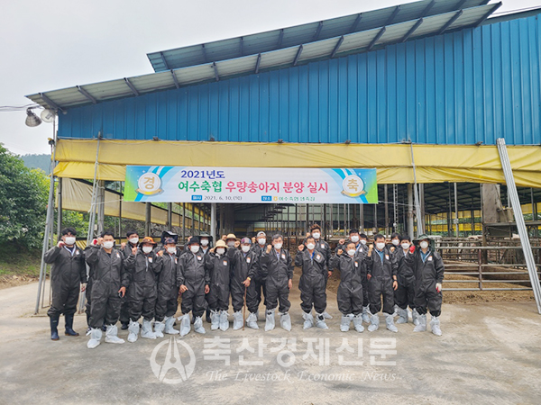 여수축협 우량송아지 분양