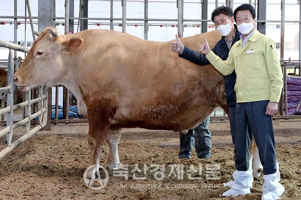 1.3톤 전국최고 슈퍼한우 만들다