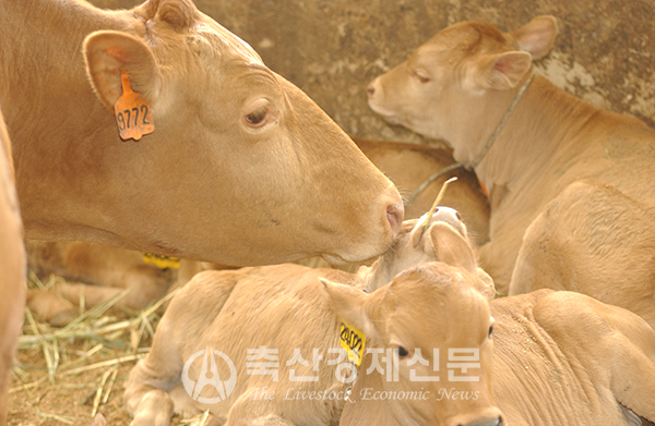설 성수기 한우 가격 소폭 하락