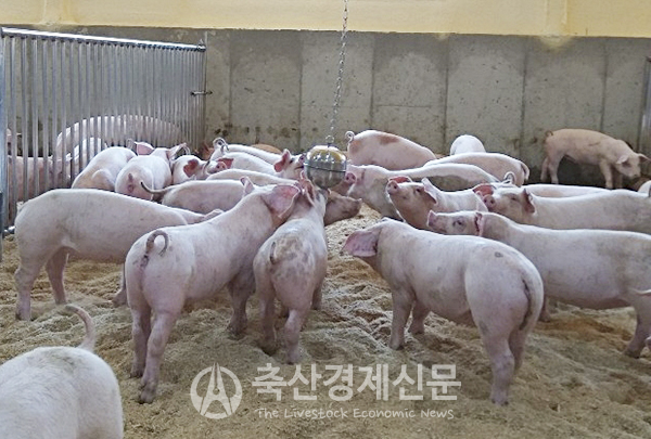 2024년 축산 기상도] 한돈