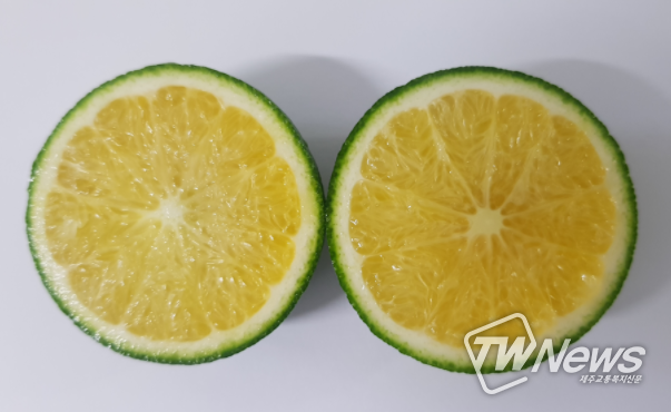 제주특별자치도 농업기술원, 올해산 풋귤 경쟁력 위해 잔류농약 검사 필수