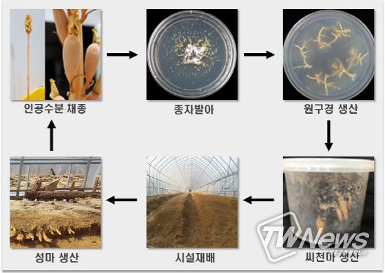 산림과학원, 유성번식 씨천마 시설재배법 개발