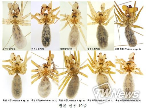 유령처럼 몸을 흔드는 신종 거미류 다수 발견