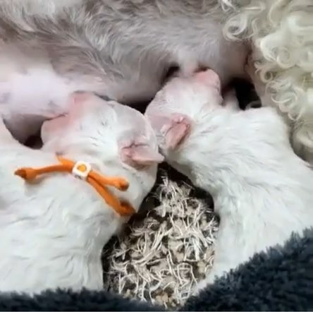 프리미엄 애견샵 ‘마리켄넬’…강화도 본점 견사 이어 ‘자체브리딩·수입혈통’ 강아지 분양 실시