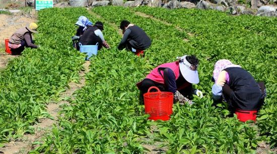 봄이 왔어요. ‘제철 산채로 면역 UP, 집에서 즐기는 명품 산나물’