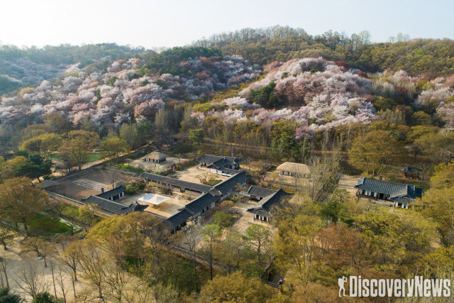 한국민속촌, 오는 4월 24일(토)~6월 20일(일) 꽃놀이 축제 진행 해