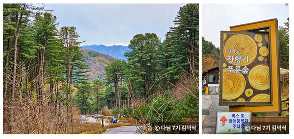 대한민국 구석구석 . 겨울에도 피톤치드 가득한 푸른숲 4선