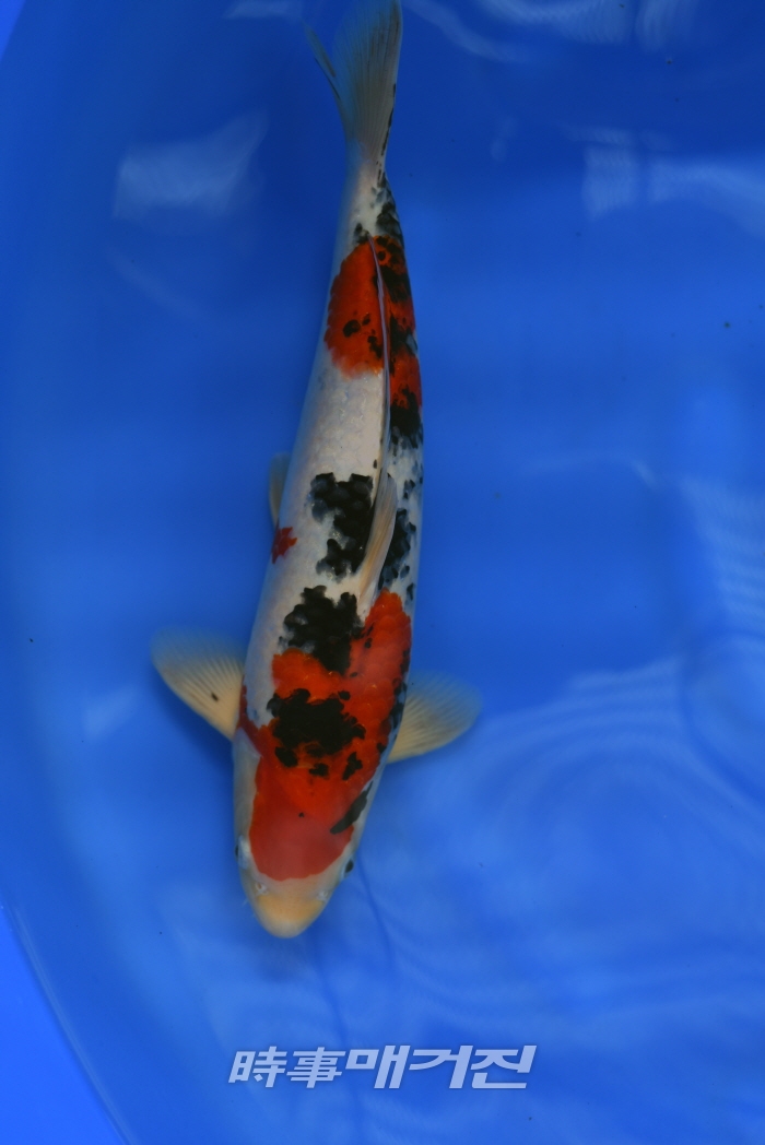 한국관상어품평회서 자체 종자 생산한 비단잉어금상수상