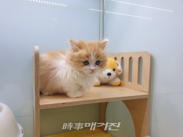 강아지분양 고양이분양 전문 펫왕국 프리미엄 서비스를 제공해 애견분양, 애견샵, 애묘샵들 중 관심을 받고 있어