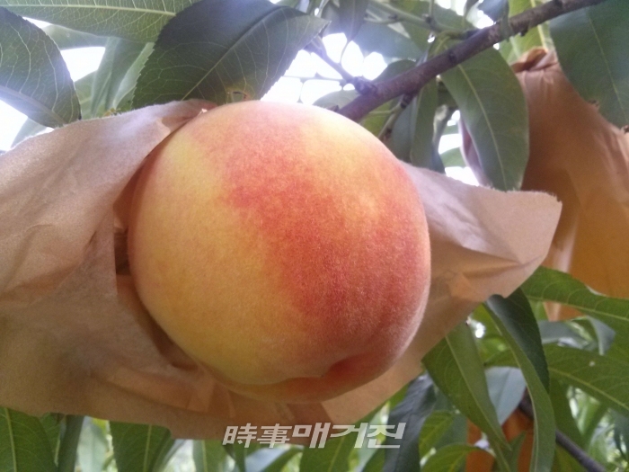 제21회 명품전주복숭아 큰잔치 개최