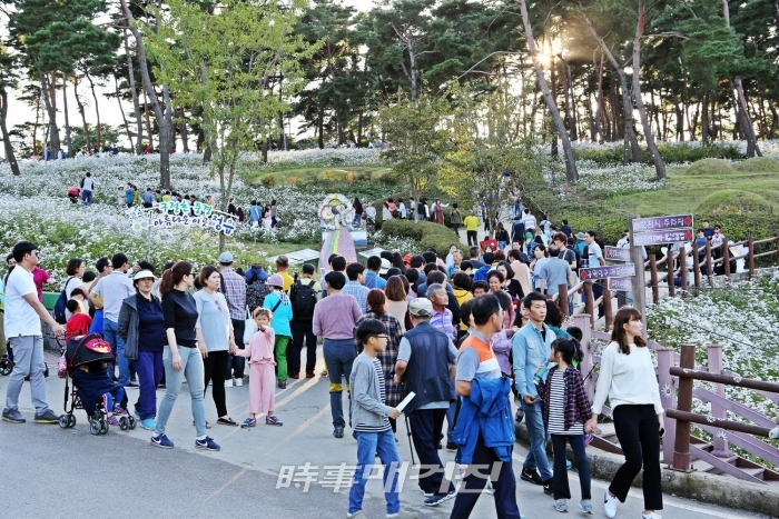 솔솔~ 은은한 가을의 향기 가득한 아름다운 그곳, 정읍으로 떠나는 구절초 여행