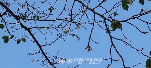 급변하는 환경 속, 전주혁신도시 기지제 천변에 핀 벚꽃 - 자연의 경고로 받아들여야