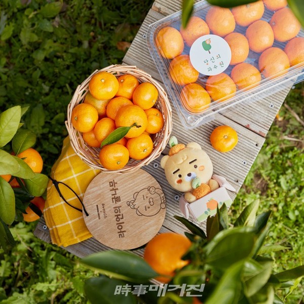 제주감귤 정기 구독하세요 카카오커머스 지역 상생 시동