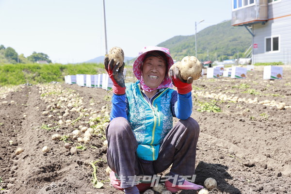 해풍 맞아 영양만점… 보성 감자 나갑니다~