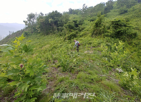 장수군 조림지 풀베기사업 추진