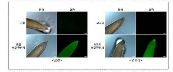 농촌진흥청, 효율적인 밀 형질전환 기술 개발