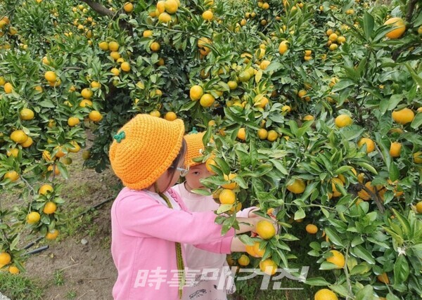 감성정원 제주 파더스가든...제주도내 최대규모 귤따기 체험 행사 실시