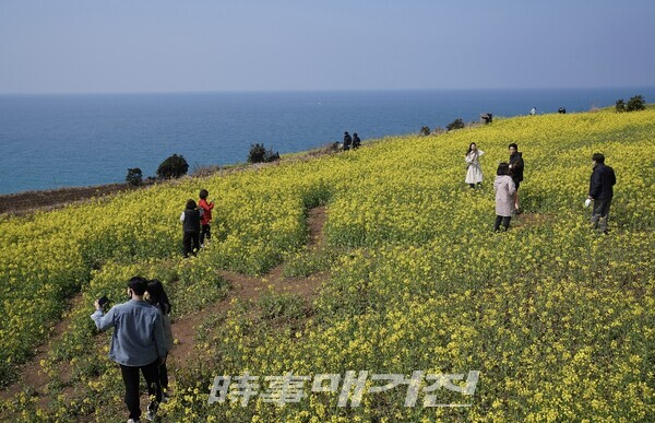 [포토] 제주 유채꽃 바다에 빠져볼래?... 서우봉에 수놓은 유채꽃 노란 물결!
