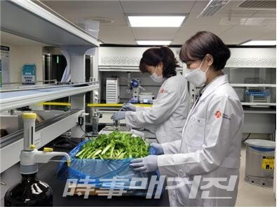 광주지역 농산물서 잔류농약 검출
