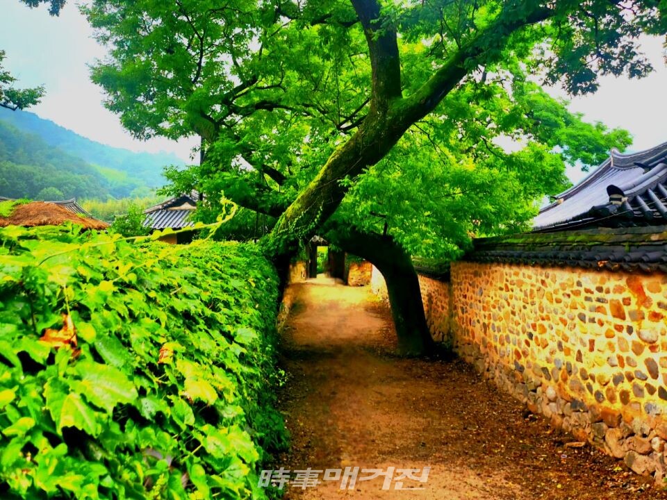 [조연묵의 포토 에세이] 회화나무 고목 아래서 사랑이 싹트는 남사예담촌