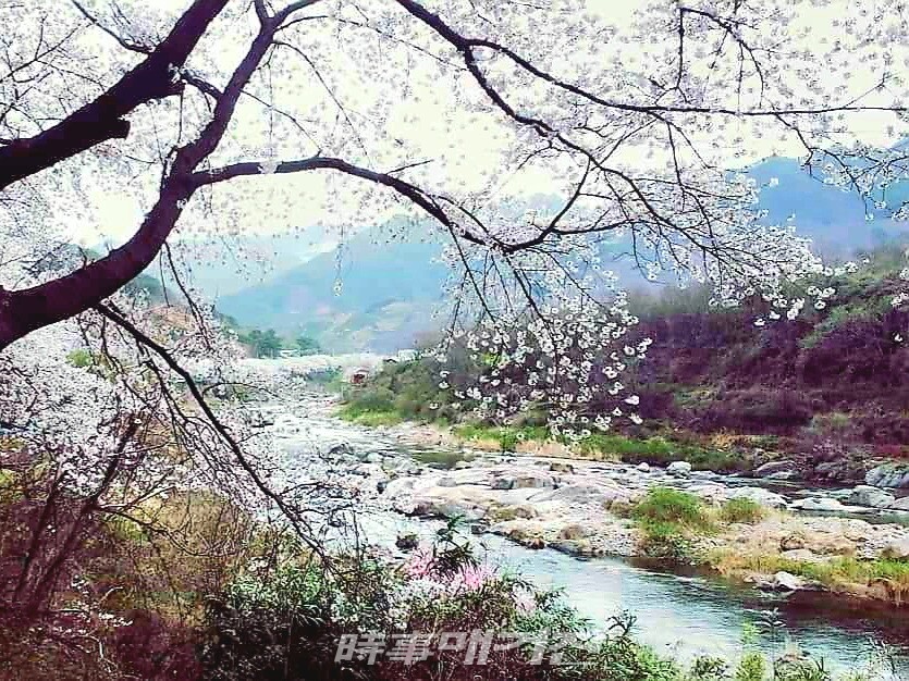 [조용우의 포토에세이] 공산무인 수류화개(空山無人, 水流花開)…자연, 고요히 제 길을 간다