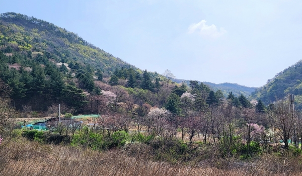 [박경희의 도보기행] 충남 금산 보곡산 자진뱅이길 트레킹