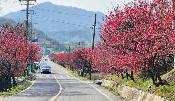 [박경희의 도보기행] 충남 금산 보곡산 자진뱅이길 트레킹