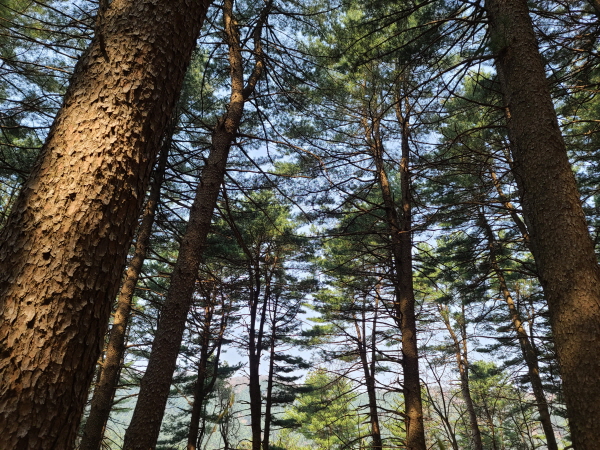 면역력 키우는 산림...가평 잣향기 푸른숲 [영상기행]