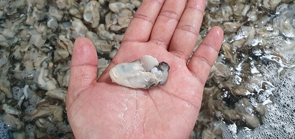 “겨울보양식 통영굴 즐긴다”수산물쇼핑몰 ‘장화신은 해물장수’ 통영굴 판매시작