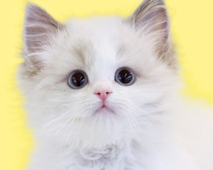 프리미엄 고양이 분양샵 나비캣, 다양한 품종묘로 예비 반려인들 선택 폭 넓혀