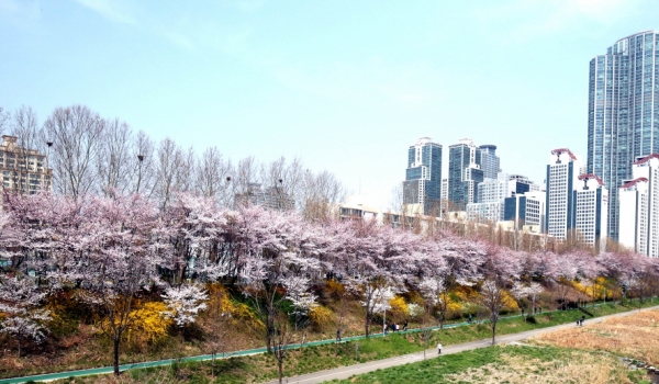 벚꽃에 물든 강남구 양재천 꽃길 걷기